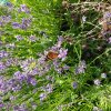 PAPILLON. BELLE DAME ailes ouvertes. Sur lavande. Fay EHPAD. MURIEL GODET